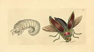 Metallic Prints: Giant metallic ceiba borer beetle, Euchroma gigantea