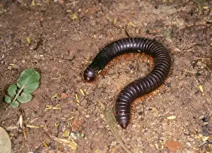 Giant Millipede