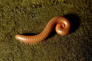 Curled Prints: Giant millipede (unidentified), - on rain-forest