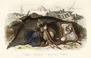 Achille Comte Prints: Giant oceanic manta ray, common eagle ray, and thornback ray
