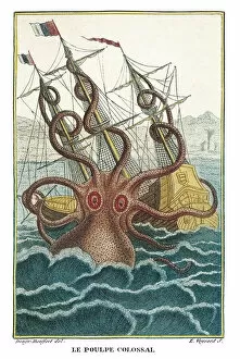 Images Dated 17th April 2013: Giant octopus