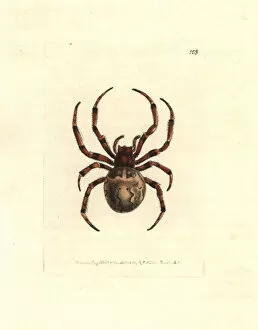 Gigantic Gallery: Giant orb-weaving spider, Araneus grossus