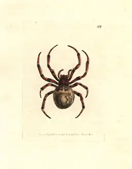 Polydore Prints: Giant orb-weaving spider, Araneus grossus
