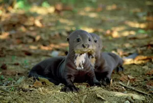 Babies Collection: Giant Otter - pups
