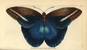 Giant owl butterfly, Caligo idomeneus