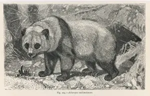 Panda Prints: Giant Panda