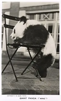 Panda Prints: Giant Panda, Ming, leaning on a chair