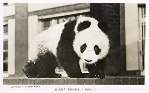 Panda Prints: Giant Panda, Ming, sitting on a wall