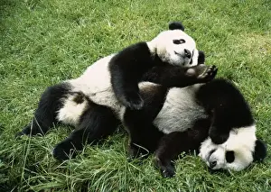 Panda Prints: Giant Panda - two playing