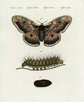 Pavonia Collection: Giant peacock moth, Saturnia pyri