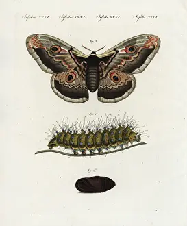 Bertuch Prints: Giant peacock moth, Saturnia pyri