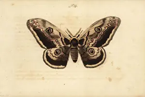 Giant peacock moth, Saturnia pyri