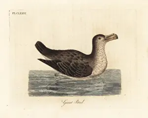Giant petrel, Macronectes giganteus