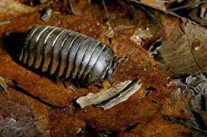 Malaysia Prints: Giant Pill Millipede