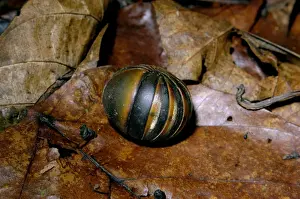 Giant Pill Millipede rolls into a ball in danger