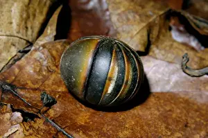 Curled Prints: Giant Pill Millipede rolls into a ball in danger