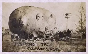 Growing Prints: Giant potato, Barnesville, Minnesota, USA