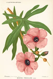 Stroobant Collection: Giant potato, Ipomoea mauritiana