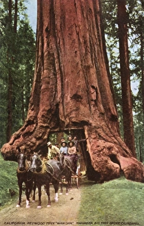 Images Dated 18th July 2017: Giant Redwood - Yosemite National Park