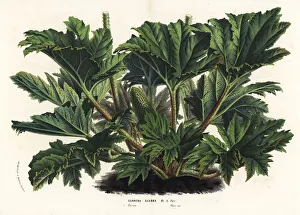 Chilean Gallery: Giant rhubarb, Gunnera tinctoria