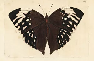 Naturalists Collection: Giant saturn butterfly, Zeuxidia aurelius