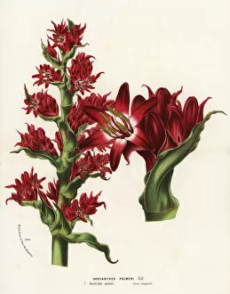 Lily Gallery: Giant spear lily, Doryanthes palmeri. Australia