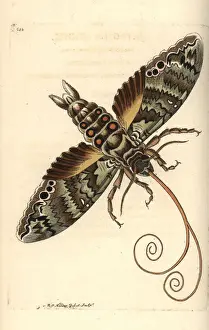 Giant sphinx, Cocytius antaeus