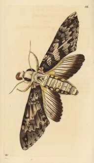 Antaeus Gallery: Giant sphinx moth, Cocytius antaeus