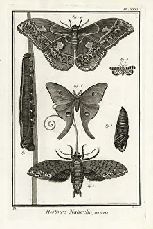 Giant sphinx, Rothschildia aurota, Luna moth