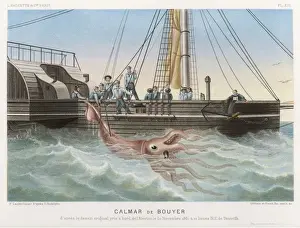 Canary Prints: Giant Squid / Tenerife