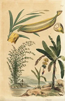 Bamboo Gallery: Giant thorny bamboo and banana tree with fruit