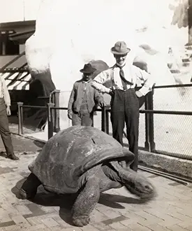 Giant Tortoise
