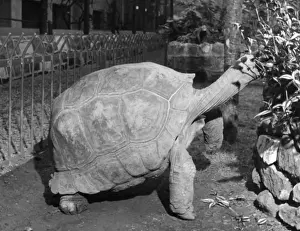 Giant Tortoise