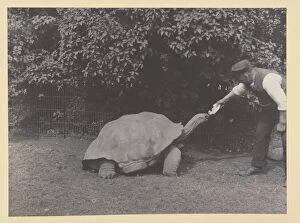 Menagerie Collection: Giant tortoise being fed at Tring Park