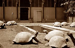 Giant tortoise at a zoo