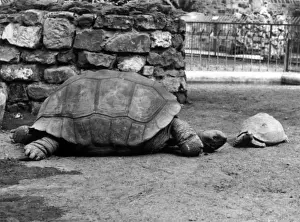 Tortoises Prints: Giant Tortoises