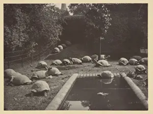 Giant tortoises at Tring Park