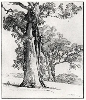 Giant Trees