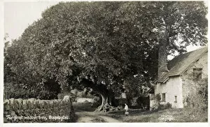 Branches Collection: The Giant Walnut Tree - Bossington, Exmoor, Somerset