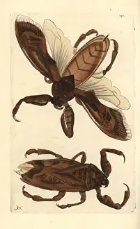 Thenaturalistsmiscellany Prints: Giant water bug or water scorpion, Lethocerus grandis