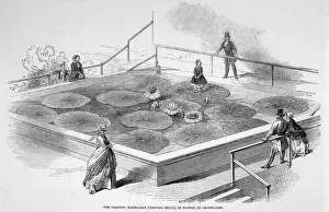 Pads Prints: Giant Water Lily / 1849