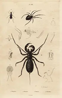 Scorpion Prints: Giant whip scorpion, beetle and cobweb spider