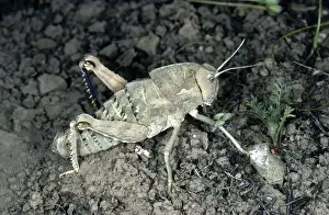 Grasshopper Prints: Giant Wingless Grasshopper