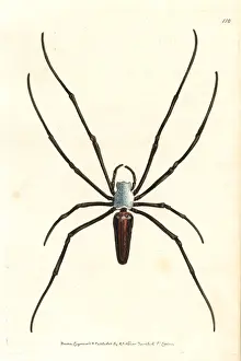 Giant wood spider or spotted nephila, Nephila maculata