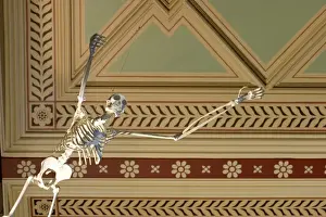 Gibbon, Hylobates lar