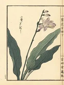 Gardenflower Prints: Giboushi or plantain lily, Hosta species
