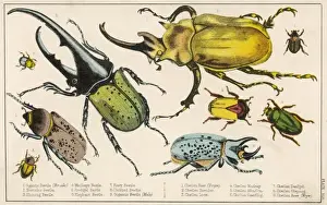 Gigantic Beetle Etc