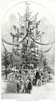 Victorians Collection: Gigantic Christmas tree at Crystal Palace 1854