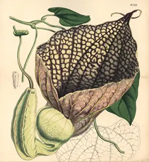 Gigantic Prints: Gigantic-flowered birthwort, Aristolochia gigantea