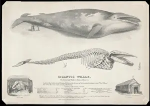 1788 1860 Prints: The Gigantic Greenland Whale